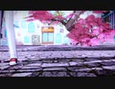【K】- さくら ~あなたに出会えてよかった~【周防尊|MMD】