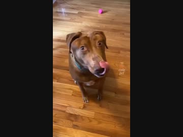 ホモと見る変顔する犬