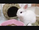 仔うさぎくうらさん、∞ほりほり【徒然兎〜つれづれうさ〜 】#9