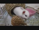 仔うさぎくうらさんについてまったり語ろう【徒然兎〜つれづれうさ〜 】#12