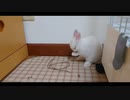 仔うさぎくうらさんとうさぎボール【徒然兎〜つれづれうさ〜 】#13