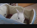 仔うさぎくうらさんとお買い物に行ってみた【徒然兎〜つれづれうさ〜 】#14