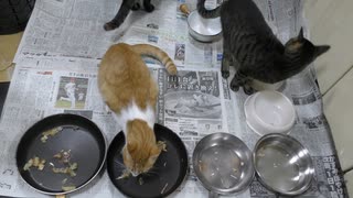 今週のおやつ（本隊）【蒼民家の猫々】