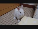 仔うさぎくうらさんのドタバタディナー【徒然兎〜つれづれうさ〜 】#16