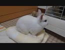 仔うさぎくうらさんのへやんぽ【徒然兎〜つれづれうさ〜 】#17