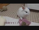 仔うさぎくうらさんの可愛いくしくしが撮れました【徒然兎〜つれづれうさ〜 】#18