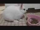 仔うさぎくうらさんがやんちゃした結果…【徒然兎〜つれづれうさ〜 】#20
