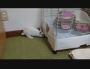仔うさぎくうらさんお部屋を模様替え！part2【徒然兎〜つれづれうさ〜】#22