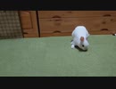 広くなったお部屋で飛び跳ねる仔うさぎくうらさん【徒然兎〜つれづれうさ〜 】#23