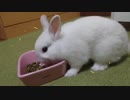 くうらさんのメイドからちょっとしたご報告【徒然兎〜つれづれうさ〜 】#24