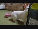 七夕でおやつをお願いした仔うさぎくうらさんにプレゼント【徒然兎〜つれづれうさ〜 】#25
