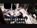 (普通に見廻り回)変態忍者の、有害鳥獣駆除従事活動記・その２５８