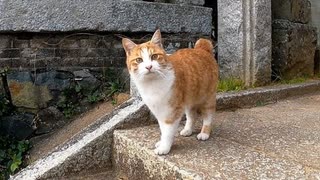 神社から帰ろうとすると先回りして帰るのを阻止しようとする野良猫