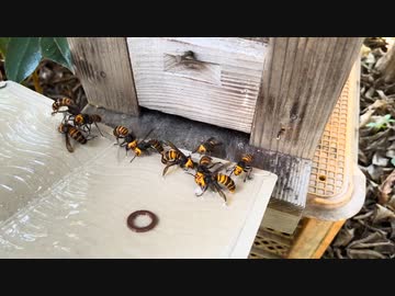 粘着シートでスズメバチ狩り　スズメバチホイホイ！