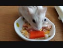ハムスター飼いました。〜その154〜2023月10月だよ!!体重測定だよ!!