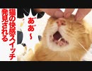 【発見】猫の快感スイッチ、ピンポイントで見つかる