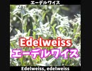 【COVER】Edelweiss（エーデルワイス）/重音テト（原曲：Oscar Hammerstein Ⅱ/Richard Rodgers）