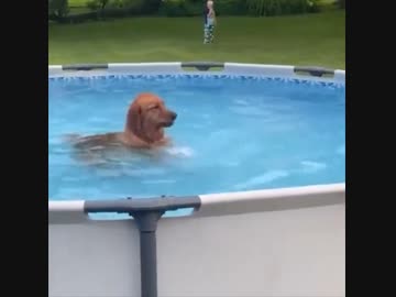 ホモと見るプールから出たくない遊び足りなイーヌ