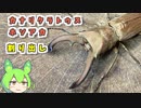 カナリクラトゥスホソアカクワガタ 産卵セット割り出し