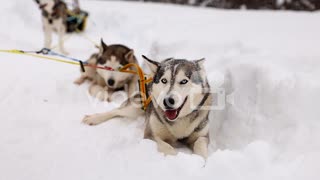 A Sled Dog Team Taking a Rest While out on a Dog Sledding Adventure in Norway