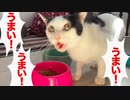 保護猫、「うまい！」「うまい！」の食柱となる