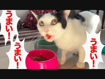 保護猫、「うまい！」「うまい！」の食柱となる