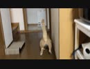 猫ドッグ
