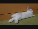 仔うさぎくうらさん、元気にへやんぽ【徒然兎〜つれづれうさ〜 】#26