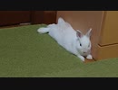 仔うさぎくうらさん、ぴょんぴょん遊ぶ【徒然兎〜つれづれうさ〜 】#27
