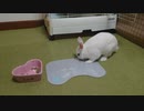 仔うさぎくうらさんにひんやりアルミプレートをあげてみた【徒然兎〜つれづれうさ〜 】#28