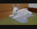 仔うさぎくうらさん、アルミプレートリベンジ！【徒然兎〜つれづれうさ〜 】#29