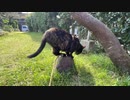 あずにゃんぽ・猫の散歩・20231031