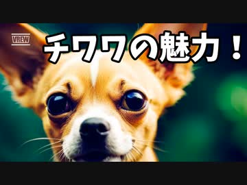 チワワの魅力！