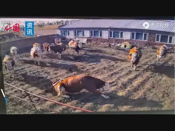 ホモと見る電線をしゃぶってして感電してしまう牛