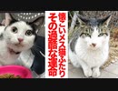 最強に人懐こい野良猫、その運命の報せ