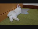 仔うさぎくうらさん、1ヶ月記念！【徒然兎〜つれづれうさ〜 】#30