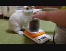 仔うさぎくうらさん、お仕事中のメイドを横目にお遊び【徒然兎〜つれづれうさ〜 】#31