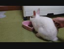仔うさぎくうらさんをもちもちするだけ【徒然兎〜つれづれうさ〜 】#32