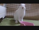 仔うさぎくうらさんをなでなでする動画【徒然兎〜つれづれうさ〜 】#33