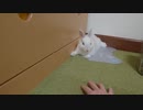 仔うさぎくうらさんと手遊び【徒然兎〜つれづれうさ〜 】#34
