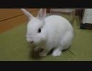 仔うさぎくうらさんと考えごと【徒然兎〜つれづれうさ〜 】#35