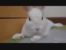 仔うさぎくうらさん、投稿再開！【徒然兎〜つれづれうさ〜 】#36