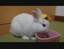 仔うさぎくうらさんと初めてのアクセサリー【徒然兎〜つれづれうさ〜 】#37