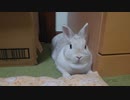 うさぎのくうらさんと手作りクッション【徒然兎〜つれづれうさ〜 】#38