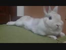 うさぎのくうらさん　まったりな時間【徒然兎〜つれづれうさ〜 】#39
