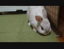 うさぎのくうらさん　部屋んぽと考えごと【徒然兎〜つれづれうさ〜 】#40