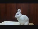 うさぎのくうらさん　先輩の知恵【徒然兎〜つれづれうさ〜 】#41