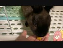 【ウサギ】うさうさざつだん　十月号【琴葉茜】