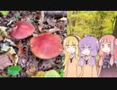 番外編：茜ちゃんときのこ2023