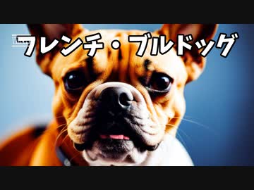 フレンチ・ブルドッグの魅力！